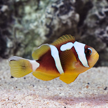 Spotcinctus Clownfish, Captive-Bred Spotcinctus Clownfish, Captive-Bred