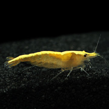 Gold Back Yellow Fire Shrimp Group