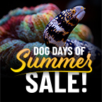 Dog Days of Summer Sale