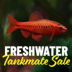 Freshwater Schooling