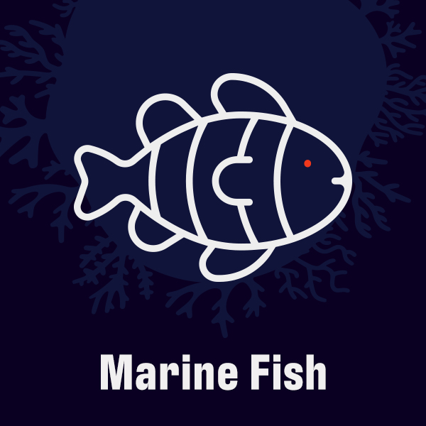 Marine Fish