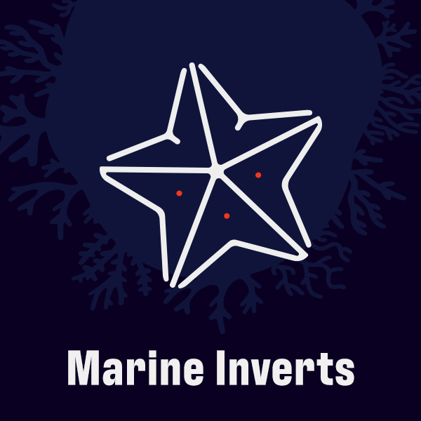 Marine Invertebrates