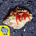 Scarlet Reef Hermit Crabs