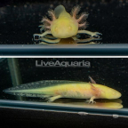 Golden Axolotl, GFP