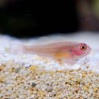 Biota Captive-Bred Ring Eyed Goby