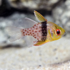 Biota Pajama Cardinalfish Captive-Bred
