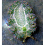 Lettuce Sea Slug, Green