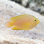 Captive-Bred Lemon Damselfish