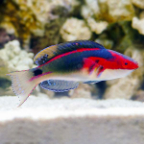 Exquisite Fairy Wrasse Cirrhilabrus exquisitus