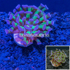 LiveAquaria® CCGC Aquacultured Bicolor Hammer Coral