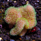 Toadstool Mushroom Leather Coral, Green