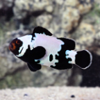  Captive-Bred Premium Black Snowflake Clownfish