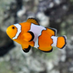 Captive-Bred Snowflake Clownfish