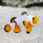  Captive-Bred Premium Snowflake Clownfish
