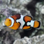 Captive-Bred Picasso Percula Clownfish