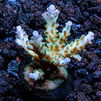 ORA® Aquacultured Corals