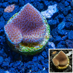 LiveAquaria® CCGC Aquacultured Purple and Green Montipora Coral LiveAquaria® CCGC Aquacultured Purple and Green Montipora Coral