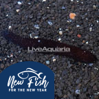 Greenfish Sea Cucumber EXPERT ONLY