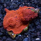 Red Mushroom Coral