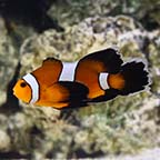 Mocha Longfin Ocellaris Clownfish