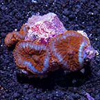 Bullseye Rhodactis Mushroom Coral, Red & Blue Superman