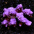 Purple Tipped Secale Acropora Coral
