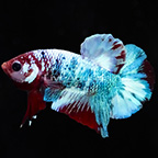 Galaxy Koi HMPK Betta | Freshwater Fish, New Freshwater Fish