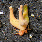 Staghorn Hermit Crab 