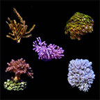  ORA® Aquacultured Assorted Soft Coral 5 Pack