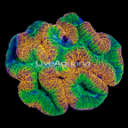 Brain Coral, Lobophyllia