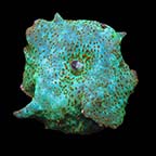 ORA® Aquacultured Emerald Green Mushroom Coral	