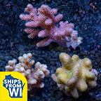 Premium Maricultured Thick Finger Coral 3 Pack