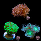 LiveAquaria® CCGC Aquacultured Coral Frag 3 Pack, Froggy