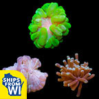 LiveAquaria® Coral Frag 3 Pack, Bubbly Edition