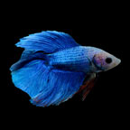 Sky Blue Double Tail Betta – Tropical fish for freshwater aquariums