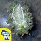 Lettuce Sea Slug, Green