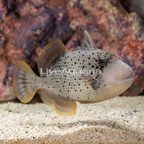 Titan Triggerfish
