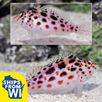 Pixy/Spotted Hawkfish 