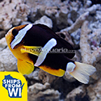 ProAquatix Captive-Bred Clarkii Clownfish