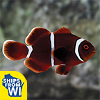 ProAquatix Captive Bred Gold Stripe Maroon Clownfish