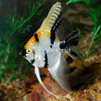 LiveAquaria® Captive Bred Koi Angelfish