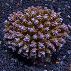 Humilis Acropora Coral