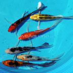 Assorted Butterfly Koi