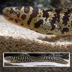 Gold Chain Eel 