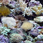 Nano Soft Coral Pack