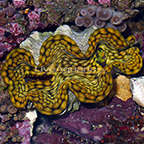 Squamosa Clam - Aquacultured