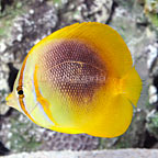 Sunburst Butterflyfish EXPERT ONLY