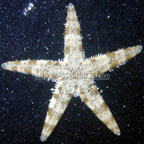 Sand Sifting Sea Star 