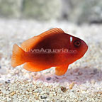 Red Saddle Clownfish, Captive-Bred