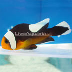 Saddleback Clownfish, Captive-Bred